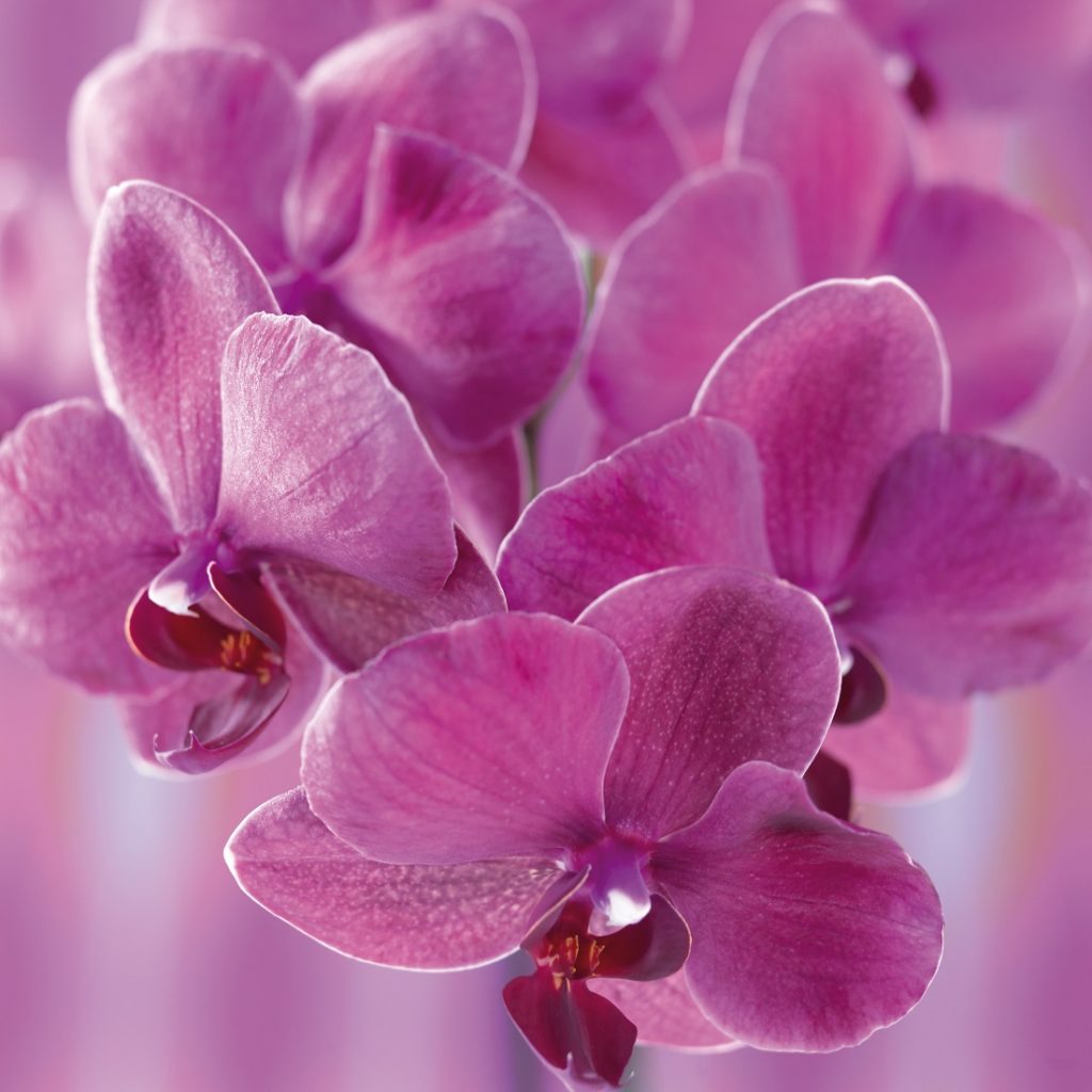 Home Cal Coast Orchids