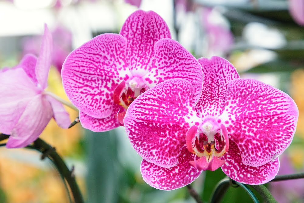 Our Products - Cal Coast Orchids